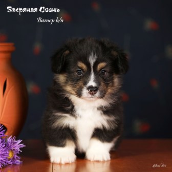 Щенки Вельш Корги Пемброк помета В-3 2022 года