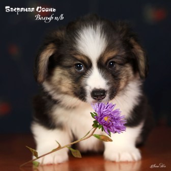 Щенки Вельш Корги Пемброк помета В-4 2022 года