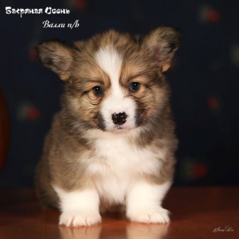 Щенки Вельш Корги Пемброк помета В-5 2022 года