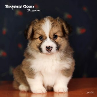 Щенки Вельш Корги Пемброк помета В-5 2022 года