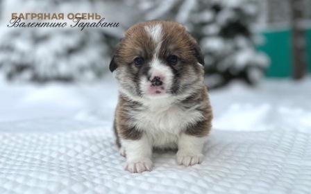 Купить щенка Вельш Корги Пемброк помета В-1 2023 года