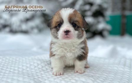 Купить щенка Вельш Корги Пемброк помета В-2 2023 года