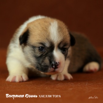 Щенки Вельш Корги Пемброк помета 2019 года - 1.