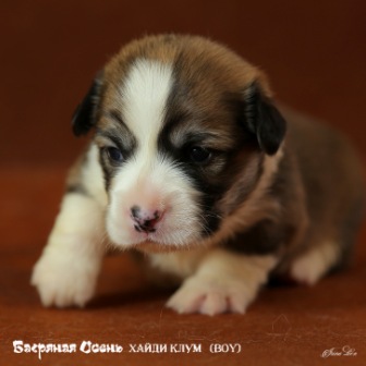 Щенки Вельш Корги Пемброк помета 2019 года - 2.