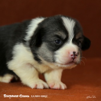 Щенки Вельш Корги Пемброк помета 2019 года - 3.