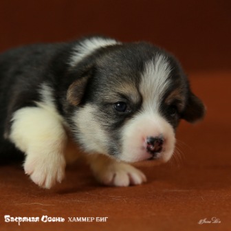 Щенки Вельш Корги Пемброк помета 2019 года - 4.