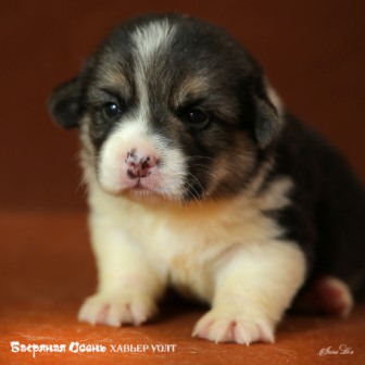 Щенки Вельш Корги Пемброк помета 2019 года - 6.