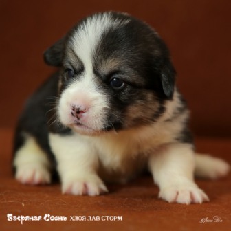 Щенки Вельш Корги Пемброк помета 2019 года - 7.