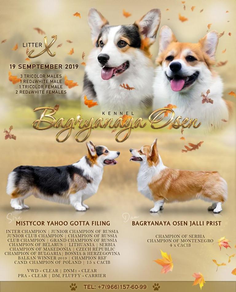 Щенки Вельш Корги Пемрок 2019 года. Багряная осень.