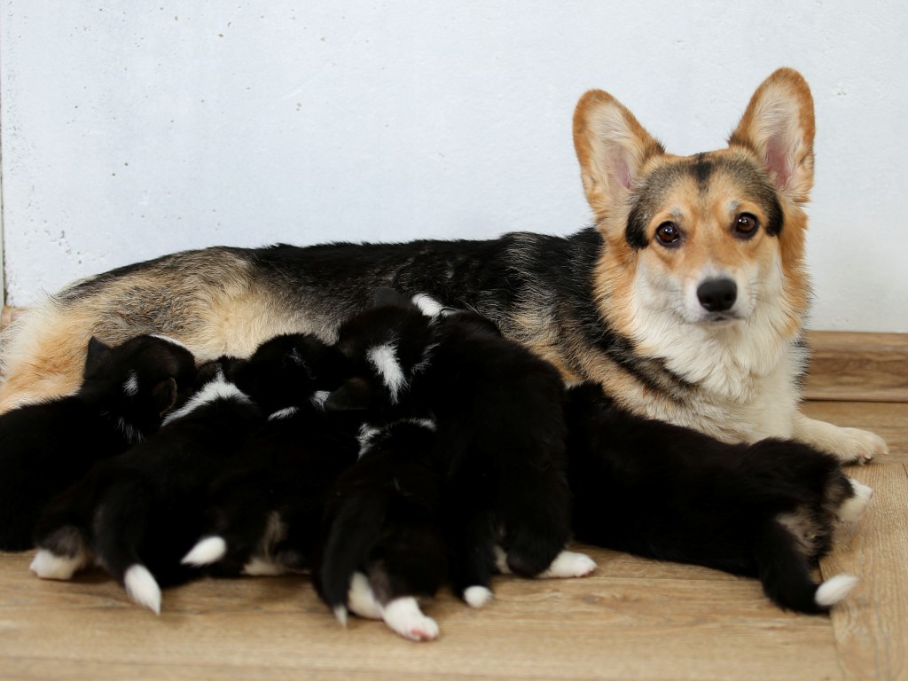 Щенки Вельш Корги Пемброк помета литер Я. Багряная осень.