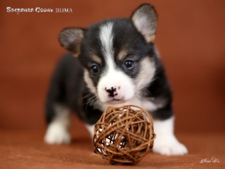 Щенки Вельш Корги Пемброк 2020 года - 1. Багряная осень.