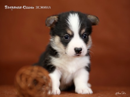 Щенки Вельш Корги Пемброк 2020 года - 2. Багряная осень.