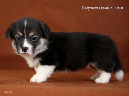 Щенки Вельш Корги Пемброк 2020 года - 3. Багряная осень.