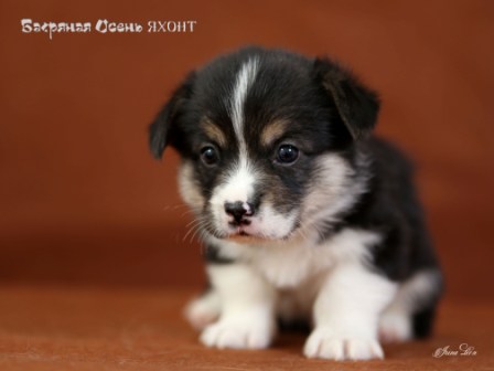 Щенки Вельш Корги Пемброк 2020 года - 4. Багряная осень.