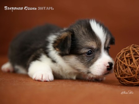 Щенки Вельш Корги Пемброк 2020 года - 5. Багряная осень.