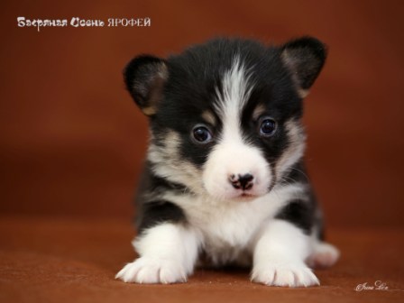 Щенки Вельш Корги Пемброк 2020 года - 6. Багряная осень.