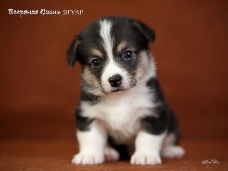 Щенки Вельш Корги Пемброк 2020 года - 7. Багряная осень.