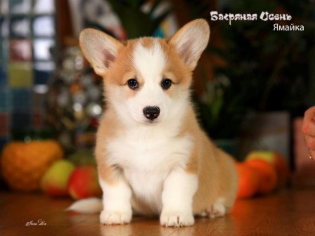 Щенки Вельш Корги Пемброк помета Я-1 2022 года.