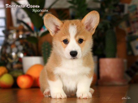 Щенки Вельш Корги Пемброк помета Я-2 2022 года.