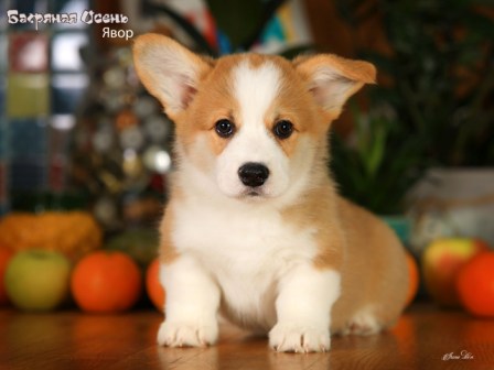 Щенки Вельш Корги Пемброк помета Я-3 2022 года.