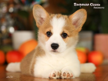 Щенки Вельш Корги Пемброк помета Я-4 2022 года.