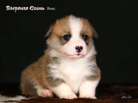 Купить щенка Вельш Корги Пемброк помета 2023 года литер Я23-1