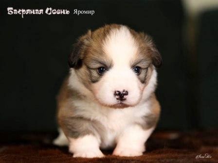 Купить щенка Вельш Корги Пемброк помета 2023 года литер Я23-2