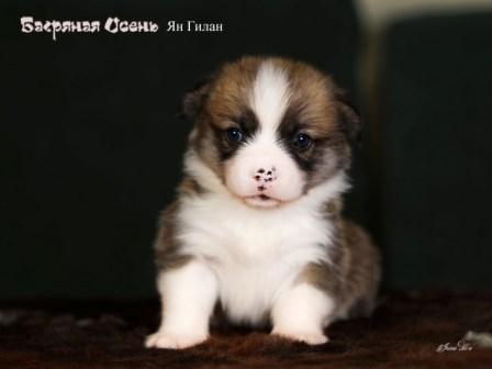 Купить щенка Вельш Корги Пемброк помета 2023 года литер Я23-3