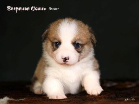 Купить щенка Вельш Корги Пемброк помета 2023 года литер Я23-4