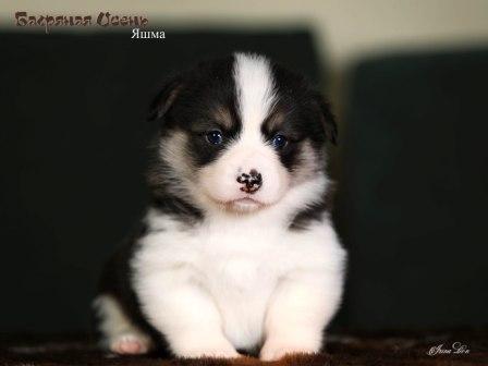 Купить щенка Вельш Корги Пемброк помета 2023 года литер Я23-5