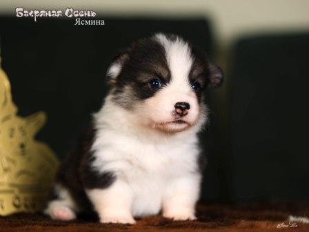 Купить щенка Вельш Корги Пемброк помета 2023 года литер Я23-6