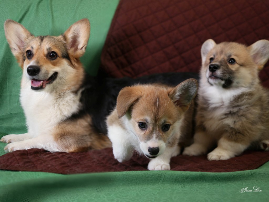 Щенки Вельш Корги Пемброк помета Ю 2020 года. Багряная осень.