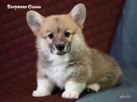 Купить щенки Вельш Корги Пемброк. Питомник Багряная осень.