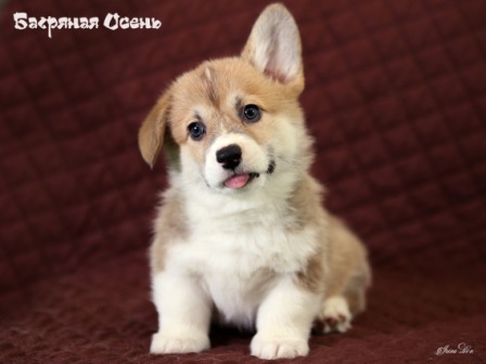 Купить щенки Вельш Корги Пемброк. Питомник Багряная осень.