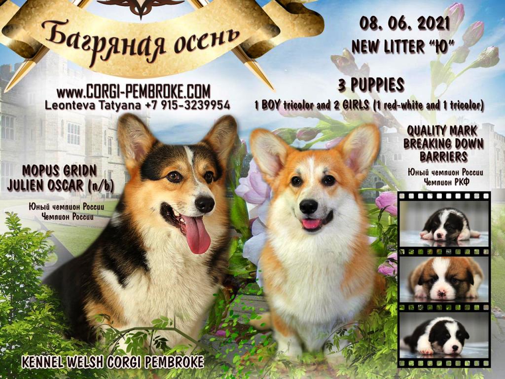 Презентация помета Вельш Корги Пемброк 2021 года литер Ю.