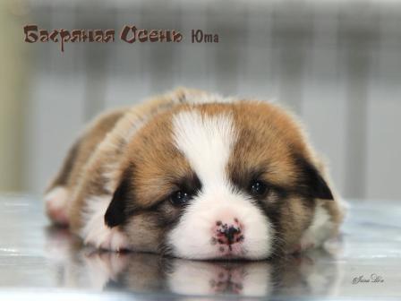 Щенки Вельш Корги Пемброк помета Ю-2 2021 года. Багряная осень.