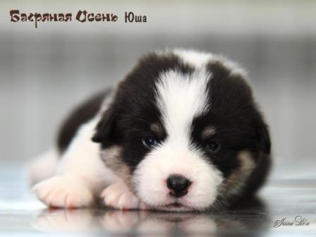 Щенки Вельш Корги Пемброк помета Ю-3 2021 года. Багряная осень.