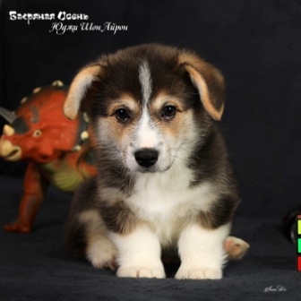 Щенки Вельш Корги Пемброк помета Ю-1 2022 года.