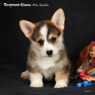 Щенки Вельш Корги Пемброк помета Ю-2 2022 года.