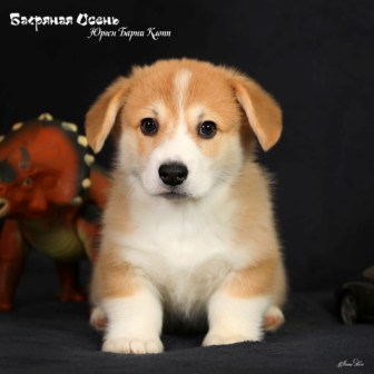 Щенки Вельш Корги Пемброк помета Ю-3 2022 года.