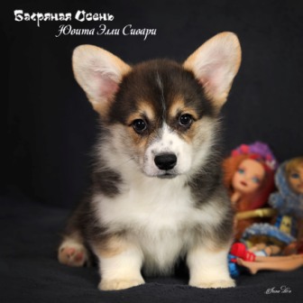 Щенки Вельш Корги Пемброк помета Ю-4 2022 года.