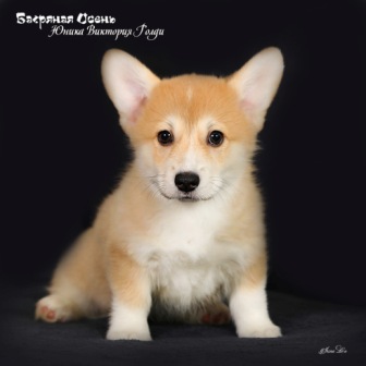 Щенки Вельш Корги Пемброк помета Ю-6 2022 года.