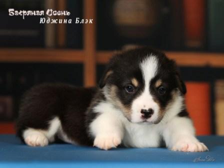 Щенки Вельш Корги Пемброк помета литер Ю 2025 года  - Юджина Блэк