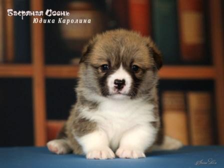 Щенки Вельш Корги Пемброк помета литер Ю 2025 года - Юдика Каролина