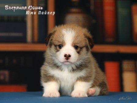 Щенки Вельш Корги Пемброк помета литер Ю 2025 года - Юми Пайпер