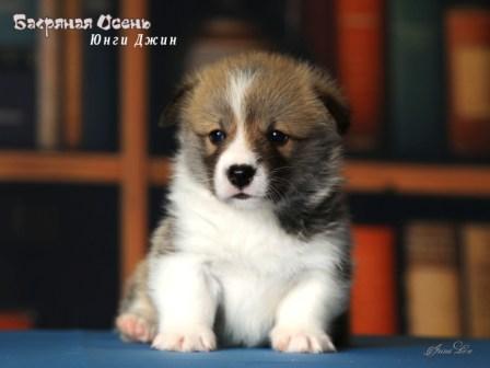 Щенки Вельш Корги Пемброк помета литер Ю 2025 года - Юнги Джин