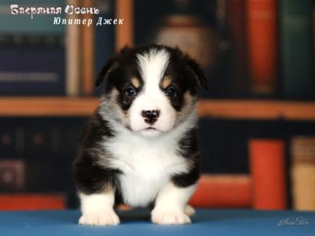 Щенки Вельш Корги Пемброк помета литер Ю 2025 года - Юпитер Джек