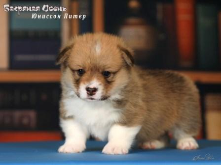 Щенки Вельш Корги Пемброк помета литер Ю 2025 года - Юниссон Питер