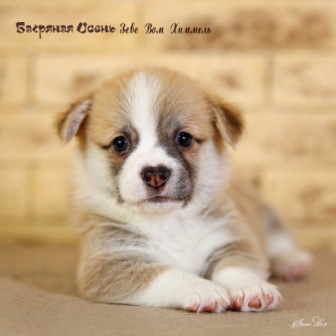 Щенки Вельш Корги Пемброк литер З-20-1.Багряная осень.