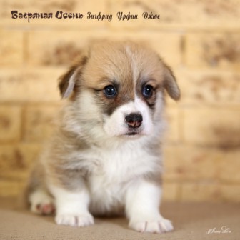 Щенки Вельш Корги Пемброк литер З-20-2.Багряная осень.